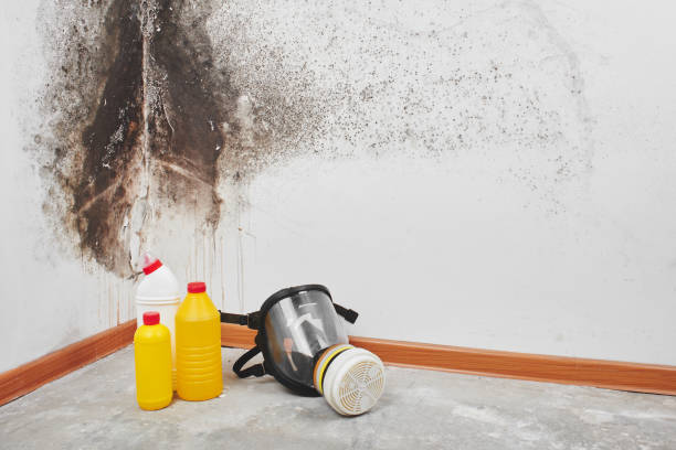 Best Mold Remediation for Schools in Columbus, WI