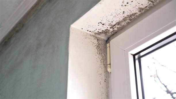 Best Preventive Mold Services in Columbus, WI