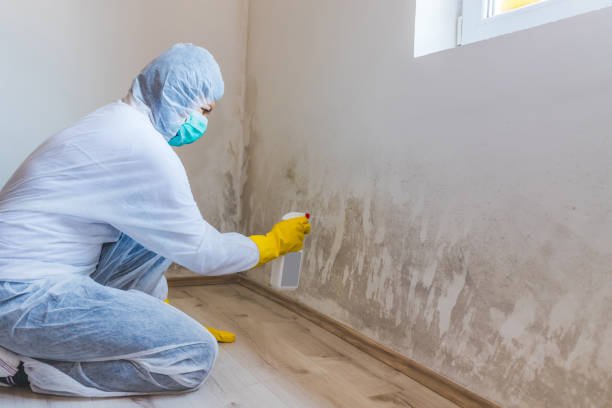 Best Post-Flood Mold Remediation in Columbus, WI