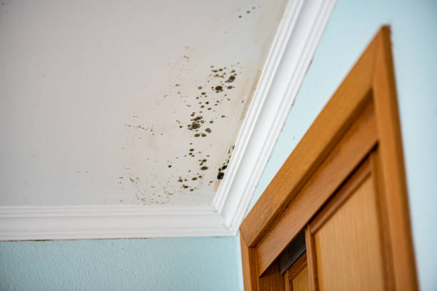 Best HVAC Mold Remediation in Columbus, WI