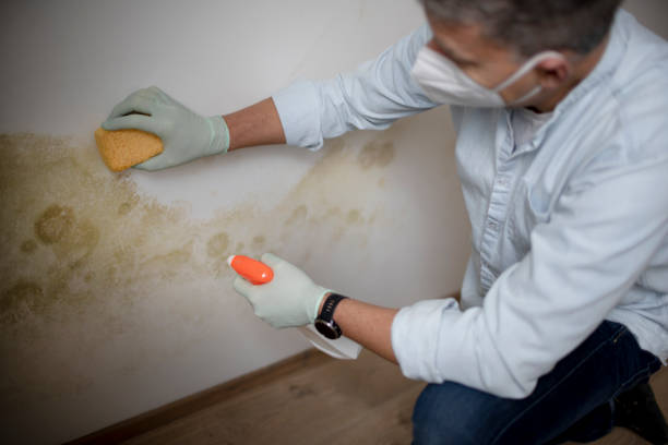 Best Commercial Mold Remediation in Columbus, WI