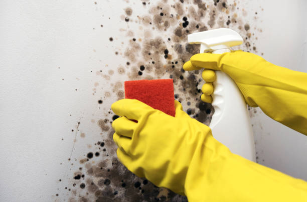 Best DIY Mold Remediation Support Services in Columbus, WI