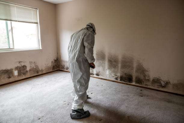 Best Insurance-Related Mold Remediation in Columbus, WI