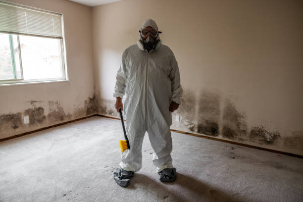 Best Localized Mold Remediation (e.g., coastal areas, humid climates) in Columbus, WI