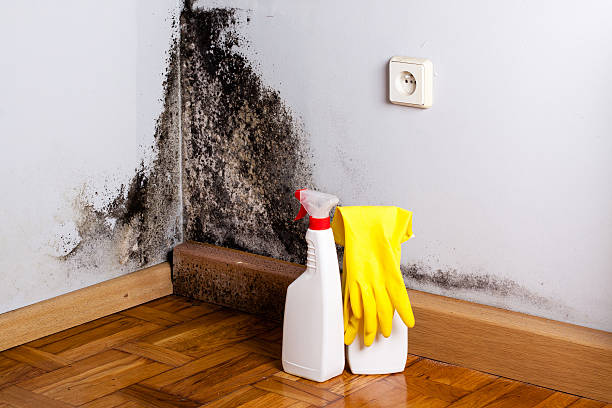 Best Health and Safety Mold Remediation in Columbus, WI