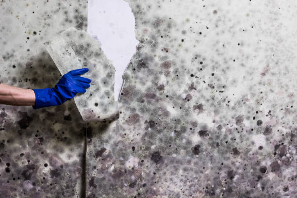Best Residential Mold Remediation in Columbus, WI