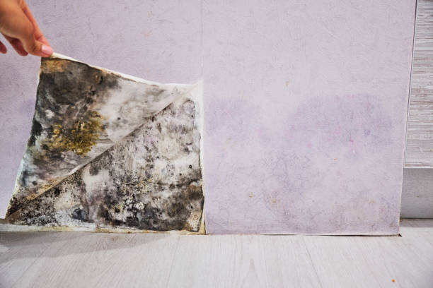 Best Kitchen Mold Remediation in Columbus, WI